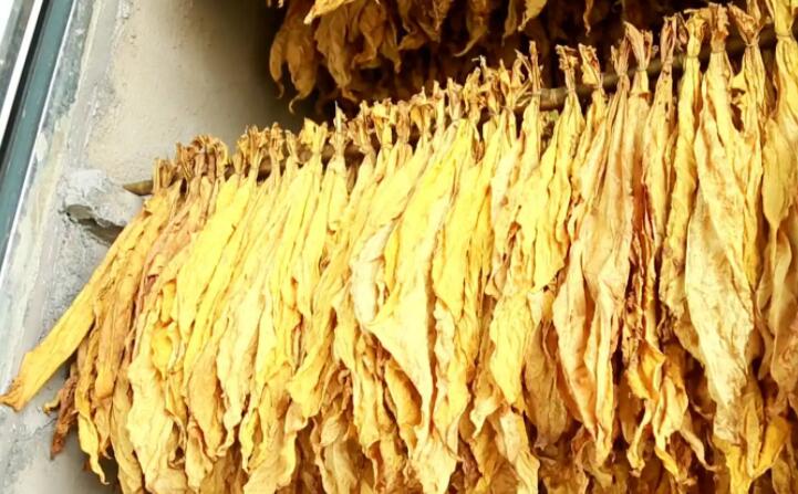 木屑顆粒燃料烘烤煙葉可以嗎？