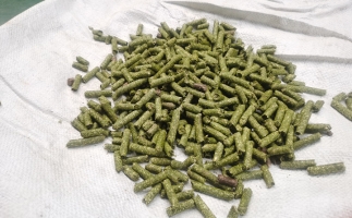 鋸末顆粒一噸能賺多少？顆粒機(jī)廠家給你算了一筆賬